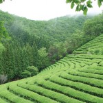 보성 녹차밭 여행