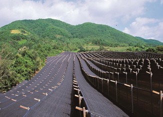 충남 금산의 명물, 인삼